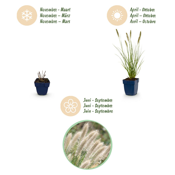 Lampenputzergras ‚Hameln' – Pennisetum alopecuroides – Ansicht 4