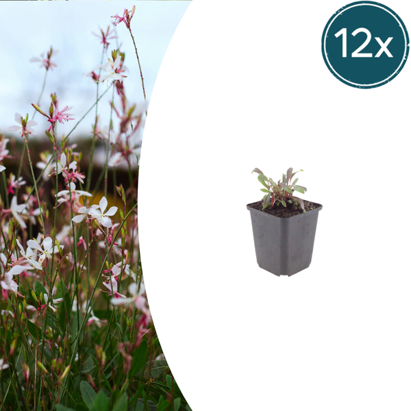 Prachtkerze ‚Siskiyou Pink' – Gaura lindheimeri
