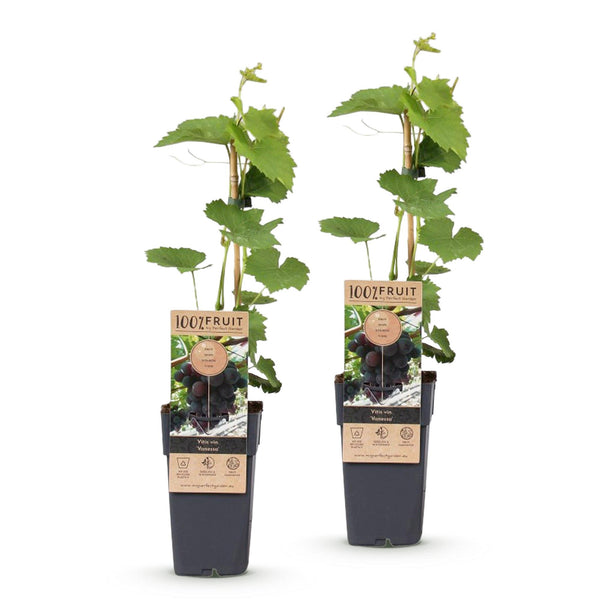 Weinrebe ‚Vanessa' – Vitis vinifera – Ansicht 2