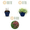 Kriech-Thymian ‚Red Carpet' – Thymus praecox – Ansicht 4