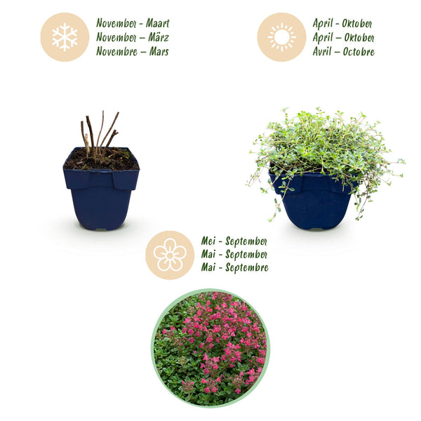 Kriech-Thymian ‚Red Carpet' – Thymus praecox – Ansicht 4