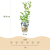 Heidelbeere ‚Northland' – Vaccinium corymbosum – Ansicht 3