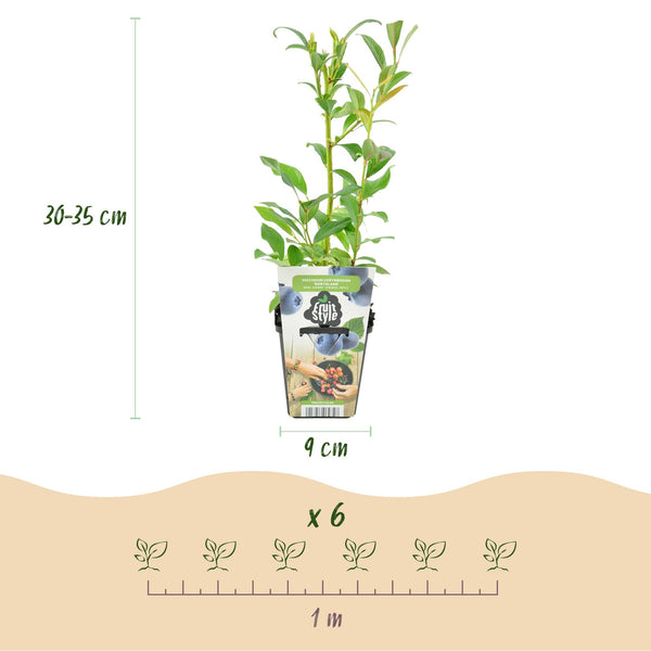 Heidelbeere ‚Northland' – Vaccinium corymbosum – Ansicht 3