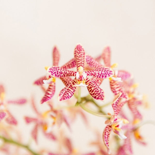 Schmetterlingsorchidee ‚Diamond Spider‘ – Phalaenopsis – Ansicht 7