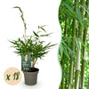 Schirmbambus ‚Pingwu' – Fargesia robusta