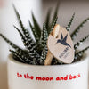 Haworthia ‚Big Band' – Ansicht 2