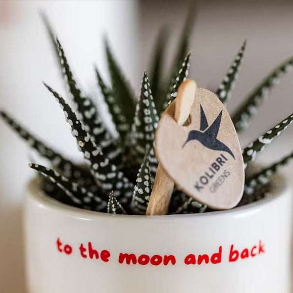 Haworthia ‚Big Band' – Ansicht 2