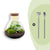 Flaschengarten-Set „Sam XL" – DIY-Terrarium mit Licht