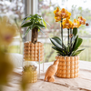 Schmetterlingsorchidee ‚Niagara Falls' – Phalaenopsis – Ansicht 6