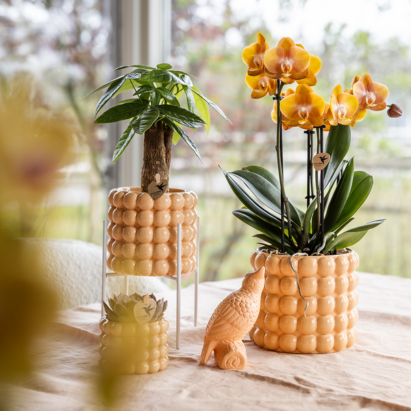 Schmetterlingsorchidee ‚Niagara Falls' – Phalaenopsis – Ansicht 6