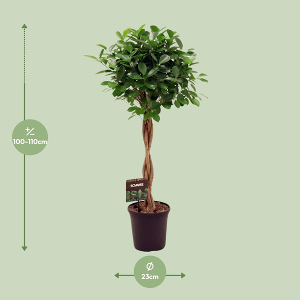 Chinesische Feige ‚Moclame' – Ficus microcarpa – Ansicht 2