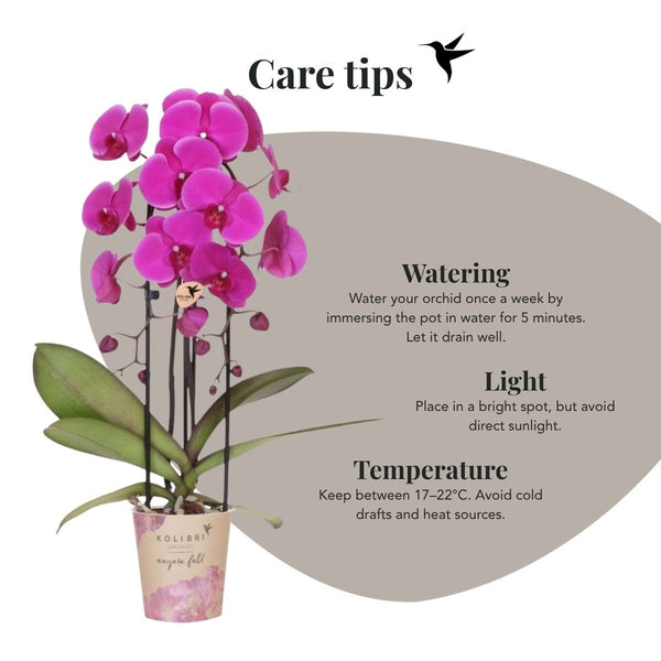 Schmetterlingsorchidee ‚Niagara Fall Free Ride' – Phalaenopsis – Ansicht 7