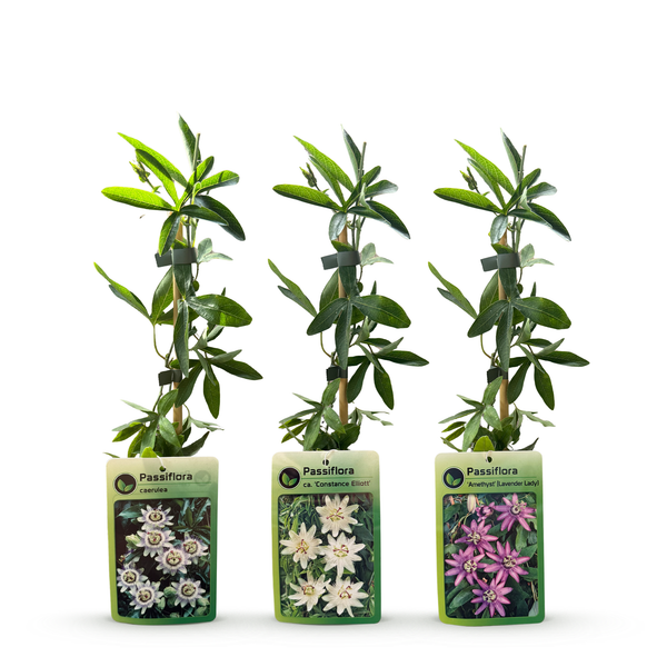 Passionsblume – Passiflora (dreifarbig) – Ansicht 3