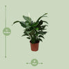 Einblatt ‚Sweet Silvana' – Spathiphyllum – Ansicht 2