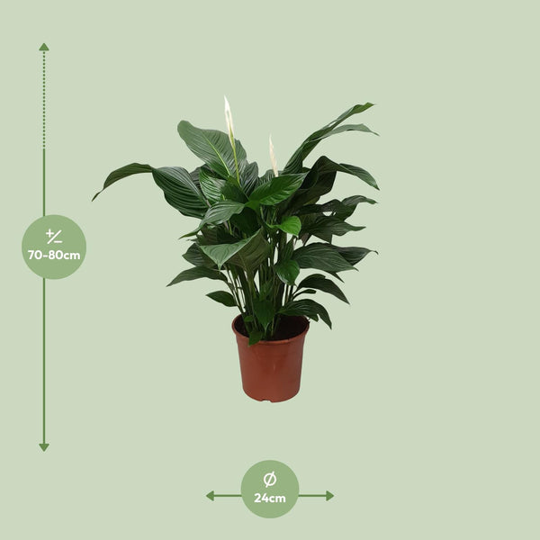 Einblatt ‚Sweet Silvana' – Spathiphyllum – Ansicht 2