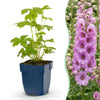 Rittersporn ‚Astolat' – Delphinium pacific