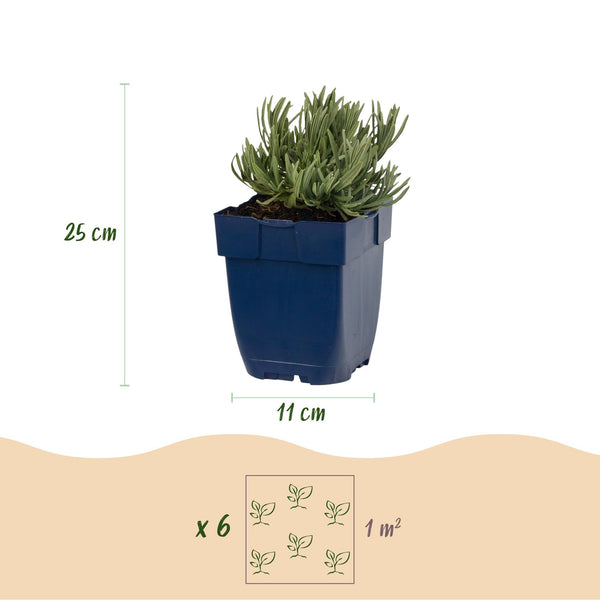 Lavendel ‚Edelweiss' – Lavandula angustifolia – Ansicht 3