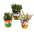 Sukkulenten-Set „Crassula-Mix“ – 3 Dickblatt-Pflanzen