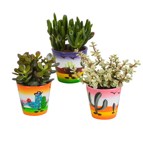 Sukkulenten-Set „Crassula-Mix“ – 3 Dickblatt-Pflanzen
