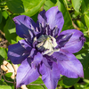 Waldrebe ‚Multi Blue' – Clematis – Ansicht 4