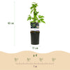 Brombeere ‚Thornfree Evergreen' – Rubus fruticosus – Ansicht 3