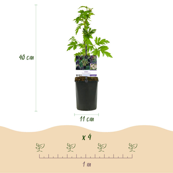 Brombeere ‚Thornfree Evergreen' – Rubus fruticosus – Ansicht 3