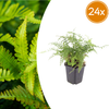 Borstiger Schildfarn ‚Herrenhausen' – Polystichum setiferum