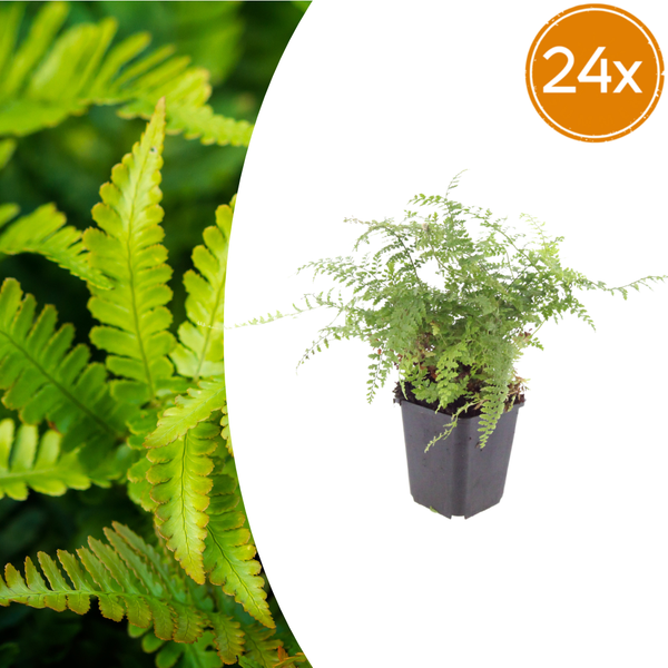 Borstiger Schildfarn ‚Herrenhausen' – Polystichum setiferum