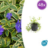 Kleines Immergrün ‚Aureovariegata' – Vinca minor
