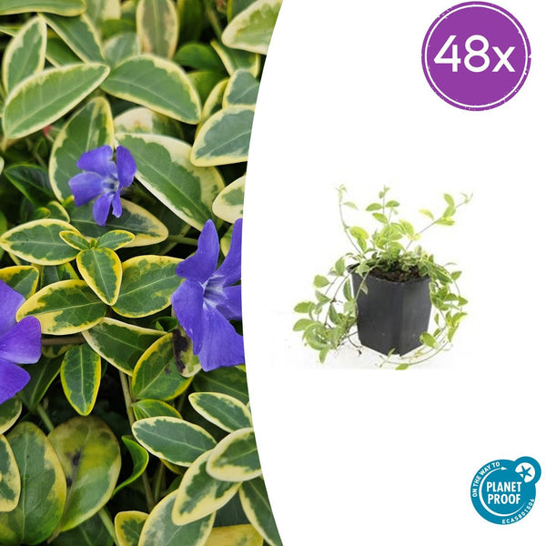 Kleines Immergrün ‚Aureovariegata' – Vinca minor
