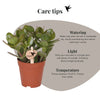 Geldbaum – Crassula ovata – Ansicht 7