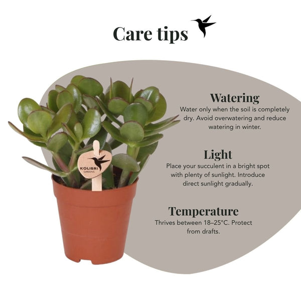 Geldbaum – Crassula ovata – Ansicht 7