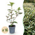 Ölweide ‚Compacta' – Elaeagnus × ebbingei – 16 Stück