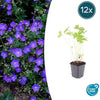 Storchschnabel ‚Johnson's Blue' – Geranium