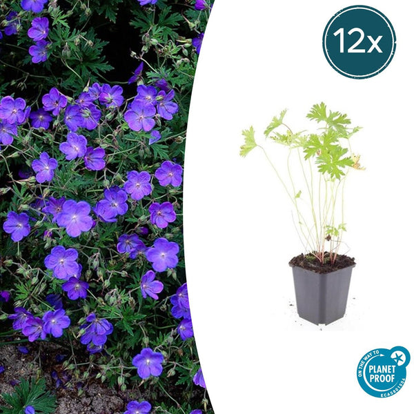 Storchschnabel ‚Johnson's Blue' – Geranium