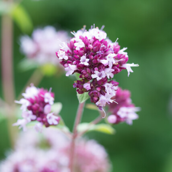 Dost ‚Herrenhausen' – Origanum laevigatum – Ansicht 8