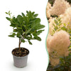Perückenstrauch ‚Young Lady' – Cotinus coggygria – Standard