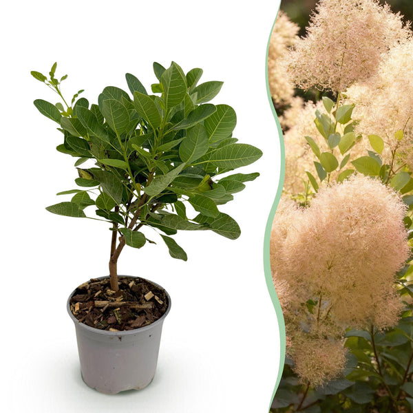 Perückenstrauch ‚Young Lady' – Cotinus coggygria – Standard