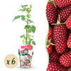 Taybeere – Rubus fruticosus × idaeus