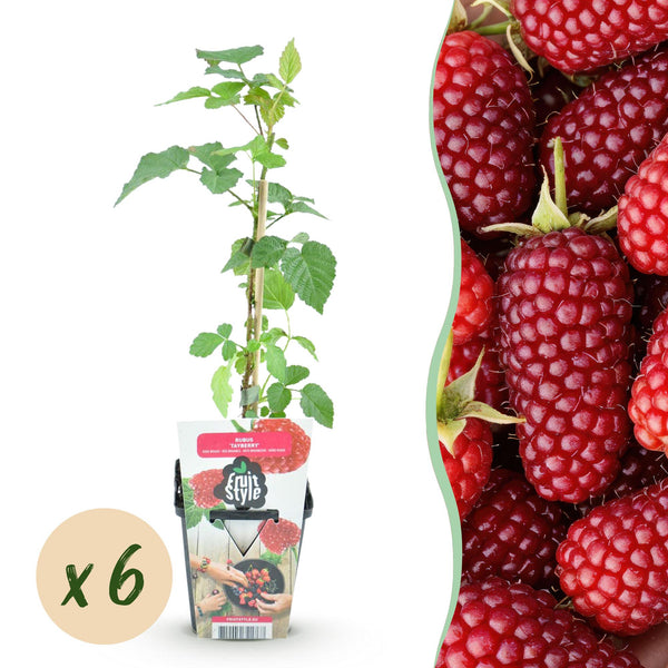 Taybeere – Rubus fruticosus × idaeus
