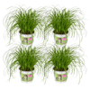 Zypergras – Cyperus alternifolius