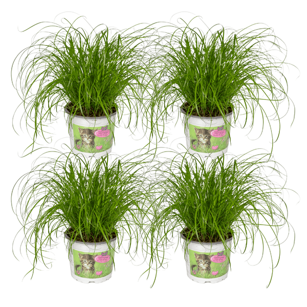Zypergras – Cyperus alternifolius