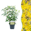Forsythie ‚Goldrausch' – Forsythia intermedia