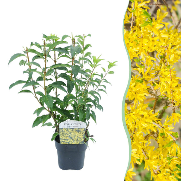 Forsythie ‚Goldrausch' – Forsythia intermedia