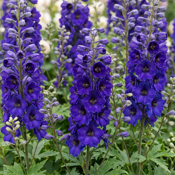 Rittersporn ‚Black Knight' – Delphinium x cultorum – Ansicht 5