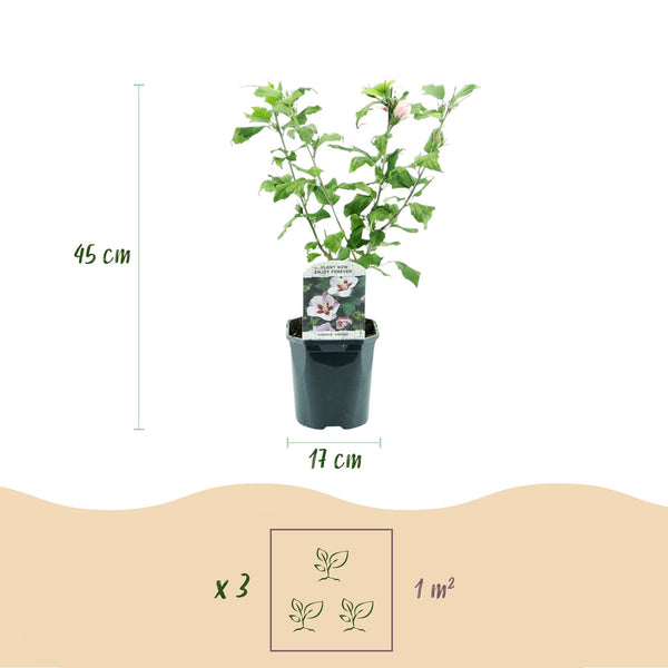 Garteneibisch ‚Hamabo' – Hibiscus syriacus – Ansicht 3