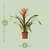 Guzmanie ‚Variada' – Guzmania – Ansicht 2