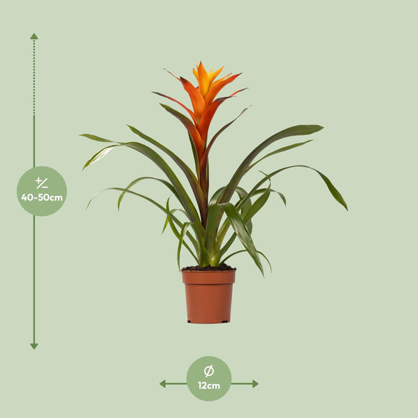 Guzmanie ‚Variada' – Guzmania – Ansicht 2