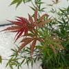 Japanischer Ahorn ‚Jerre Schwartz' – Acer palmatum – Ansicht 6
