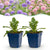 Skabiose – Scabiosa – 6 Stück